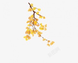 秋天的银杏树叶树枝素材