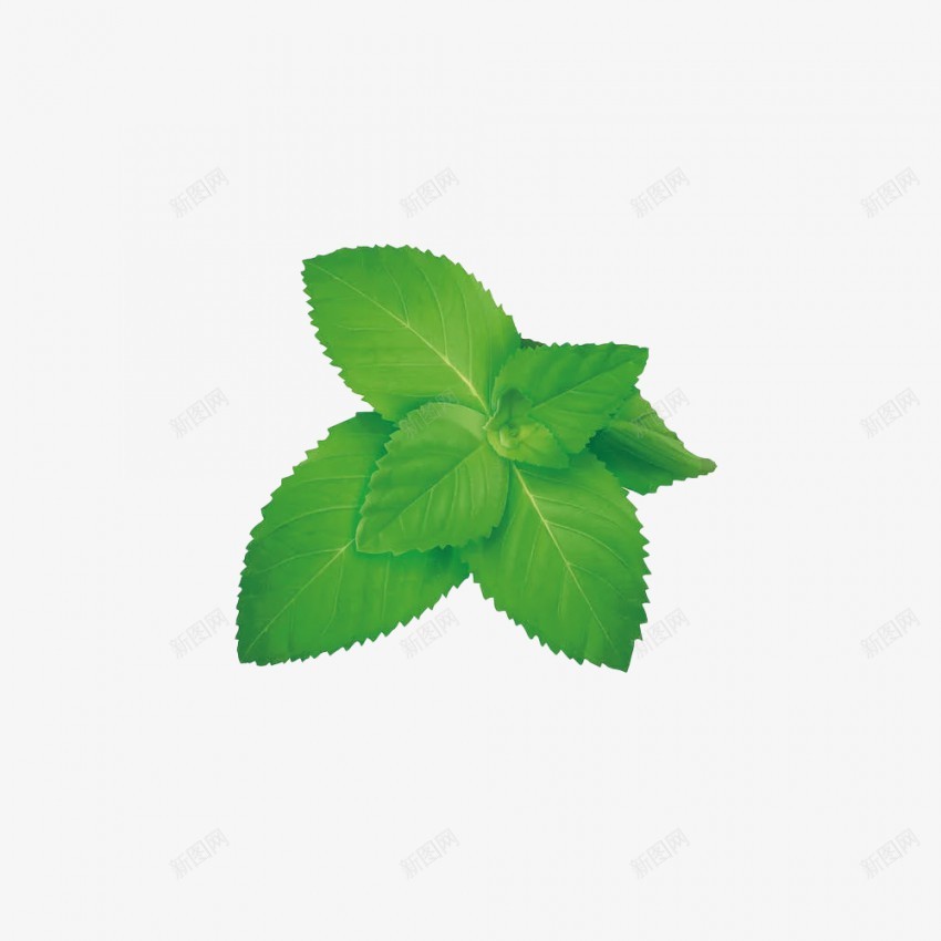 翠绿色的薄荷叶png免抠素材_88icon https://88icon.com 薄荷 创意 合成 树叶 翠绿色 荷叶