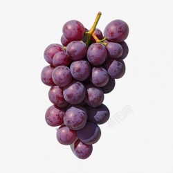 新鲜的紫葡萄素材