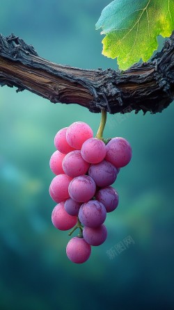 新鲜的紫葡萄素材
