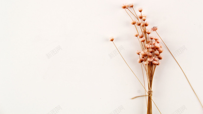 淡雅温馨花朵图4背景