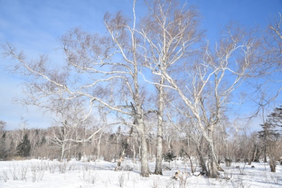 雪地里的树木摄影图片