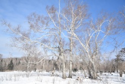 雪地里的树木雪地里的树木高清图片