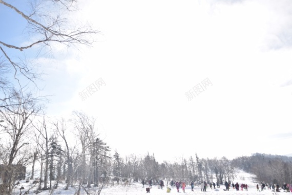 雪地里的树木摄影图片