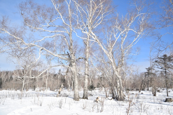 雪地里的树木jpg_88icon https://88icon.com 地面 天空 树木 白色 雪