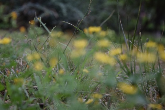 地面植物草丛摄影图片