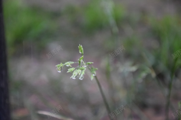 地面植物草丛jpg_88icon https://88icon.com 地面 清新 绿色 草