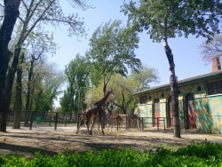 房舍动物园的长颈鹿高清图片