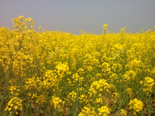 油菜花摄影图片