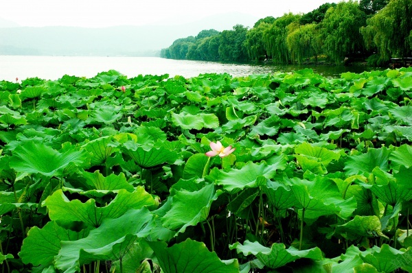 静湖风光jpg_88icon https://88icon.com 树木 树林 河流 湖水 湖边 荷叶 荷花