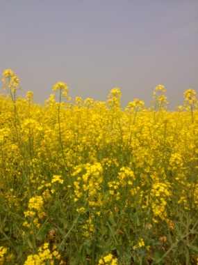 油菜花摄影图片