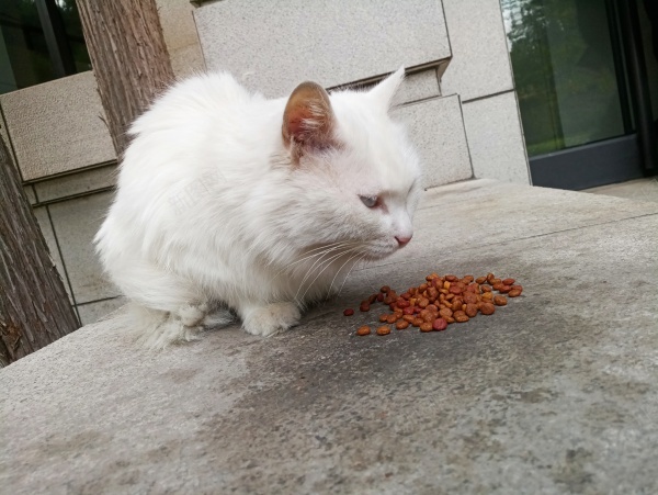 可爱猫咪jpg_88icon https://88icon.com 可爱 猫咪 白色