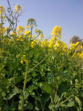 油菜花摄影图片