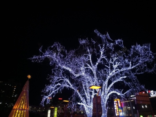 夜景灯光树摄影图片
