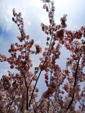 蓝天里的樱花树摄影图片