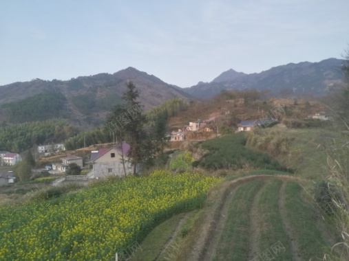 大别山乡间田野油菜花摄影图片