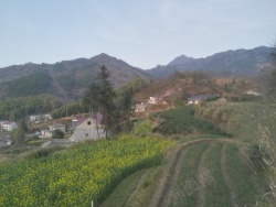 乡间田野大别山乡间田野油菜花高清图片