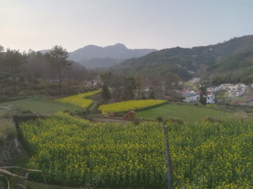 大别山乡间田野油菜花摄影图片