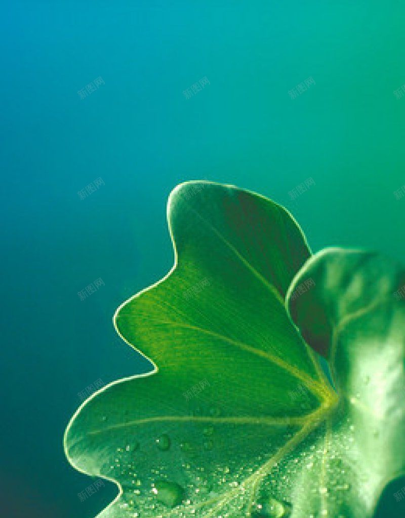 花叶背景参考jpg设计背景_88icon https://88icon.com 参考 花叶背景