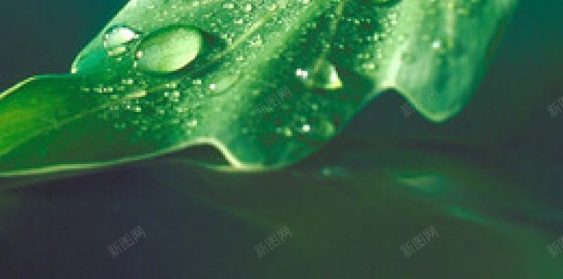 花叶背景参考jpg设计背景_88icon https://88icon.com 参考 花叶背景