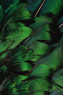 绿色动物羽毛背景色卡背景