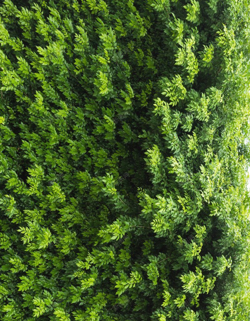 自然背景树叶大片叶子背景叶jpg设计背景_88icon https://88icon.com 叶子背景