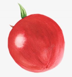 西红柿番茄手绘蔬菜图手绘彩绘水彩插画素材