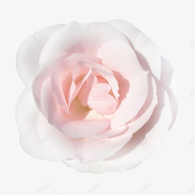 花元素png免抠素材_88icon https://88icon.com 一朵花 白牡丹 粉色花朵 花瓣 白色花瓣 花作品 装饰欣赏