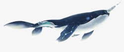 手绘鲸鱼PNS透明底素材