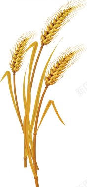 麦穗稻谷高粱小麦稻穗背景模板7788MB食背景