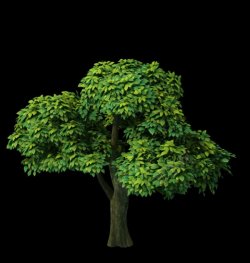 枝叶茂密的树3d花草树木模型素材