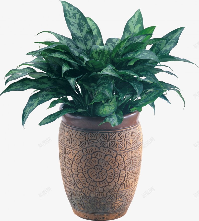 绿植植物盆栽盆栽植物png免抠素材_88icon https://88icon.com 植物 盆栽 绿植