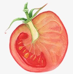 西红柿番茄横切面手绘蔬菜图手绘彩绘水彩插画素材
