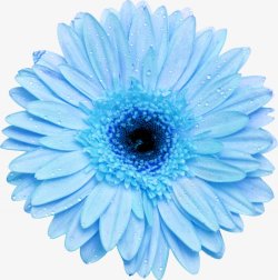 手绘蓝色花卉花朵鲜花图素材