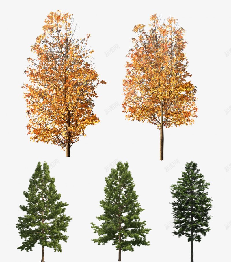 秋天树木植物枫叶枫树金色树叶大树透明背景植物花卉png免抠素材_88icon https://88icon.com 大树透明背景 枫叶枫树 植物花卉 秋天树木植物 金色树叶