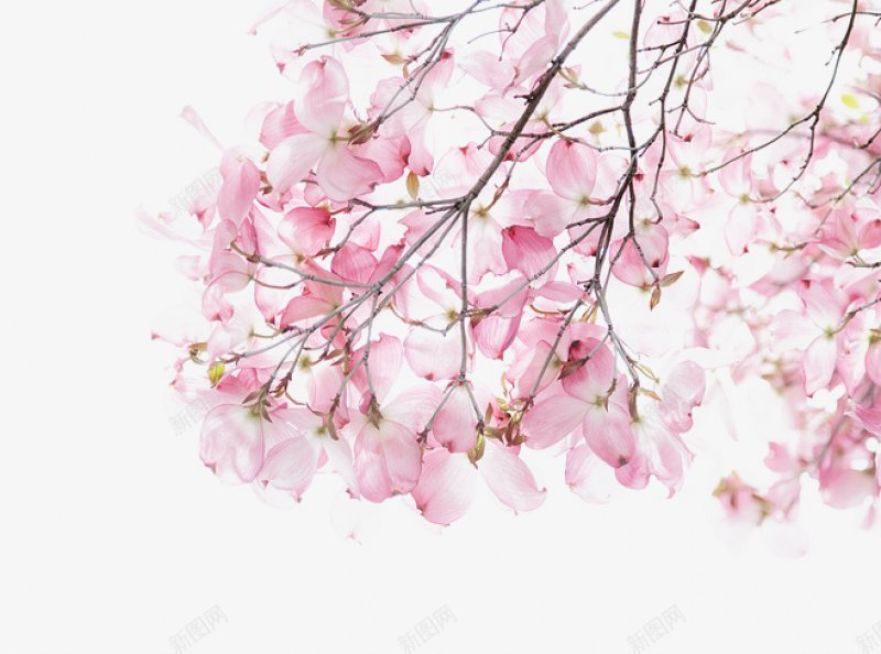 红粉色樱花花朵灬小狮子灬植物花朵鲜花花卉玫瑰花郁金png免抠素材_88icon https://88icon.com 免扣 植物花朵 牡丹花 玫瑰花 花卉 花瓣 荷花 薰衣草 郁金香 鲜花