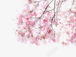 红粉色樱花花朵灬小狮子灬植物花朵鲜花花卉玫瑰花郁金素材