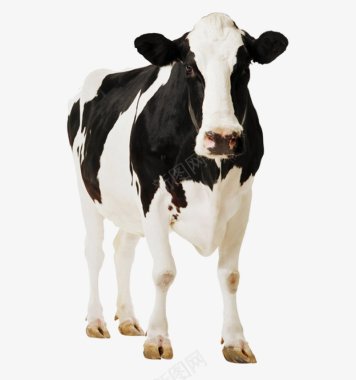 kasirunhasibuan的牛动物萌图标图标