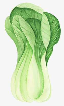 白菜手绘蔬菜图手绘彩绘水彩插画素材
