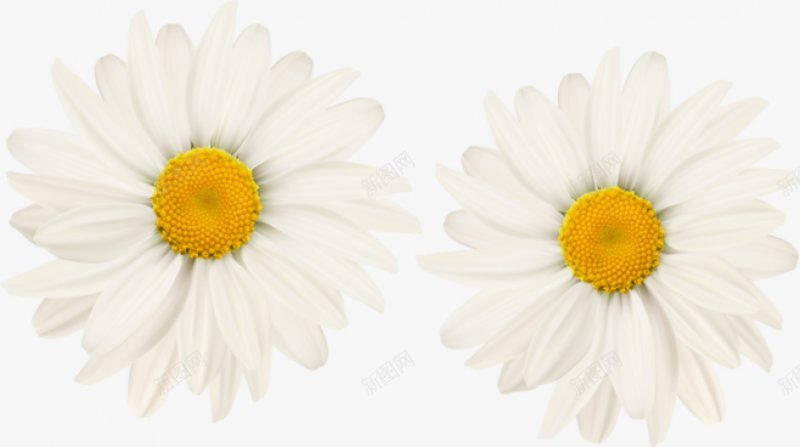 白色洋甘菊透明灬小狮子灬北坤人水晶兮png免抠素材_88icon https://88icon.com 水晶兮