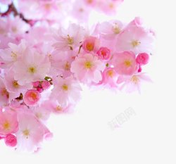 红粉色樱花花朵灬小狮子灬植物花朵鲜花花卉玫瑰花郁金素材