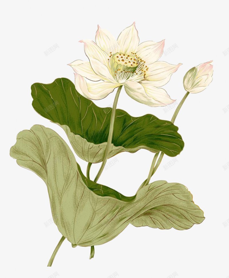 透明荷叶莲花手绘插画花卉png免抠素材_88icon https://88icon.com 免扣 手绘 插画 花卉 荷叶 莲花 透明