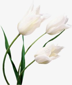 手绘白色百合花卉花朵鲜花装饰图案素材