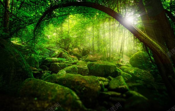森林灌木丛树木苔藓阳光绿色的背景图片Banner背背景