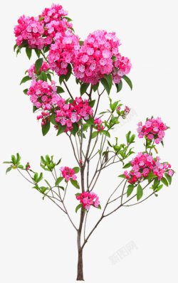 一棵漂亮的粉红色花树图片素材