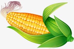 玉米蔬菜水果食物素材