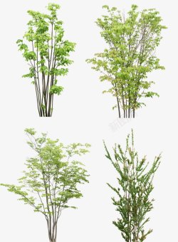 绿色植物树木大树透明背景植物花卉素材