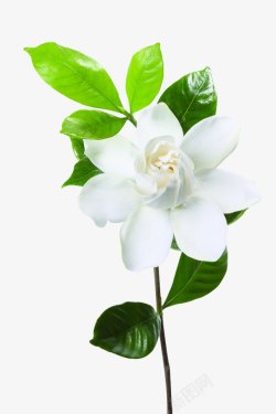 白色花朵实用素材