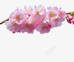 红粉色樱花花朵灬灬植物花朵鲜花花卉玫瑰花郁金素材