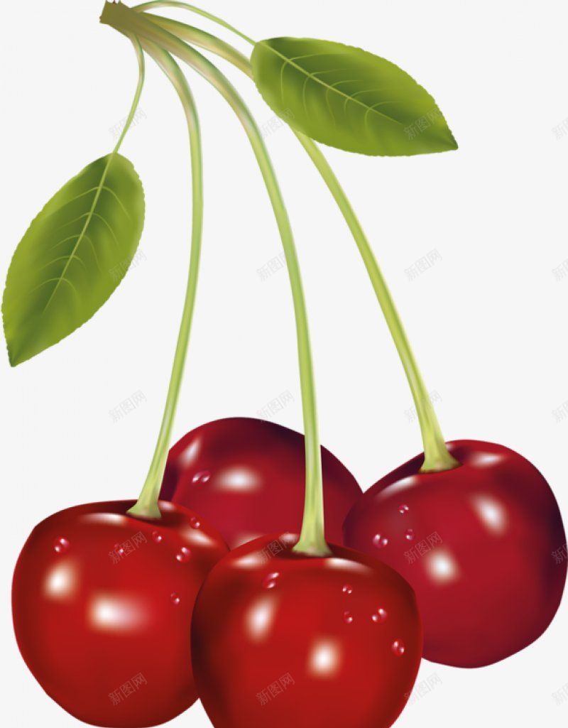 一串新鲜的紫红色樱桃插图png免抠素材_88icon https://88icon.com 水彩质感  一串 新鲜  水果 紫红色  樱桃 酸甜 美味 解暑
